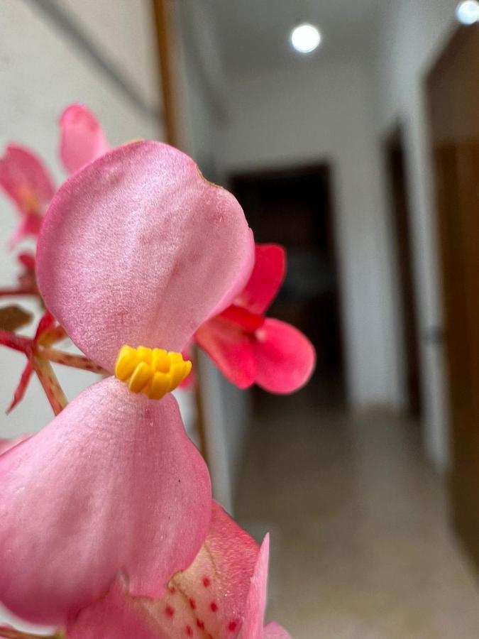 Alex Apartments ساراندا المظهر الخارجي الصورة