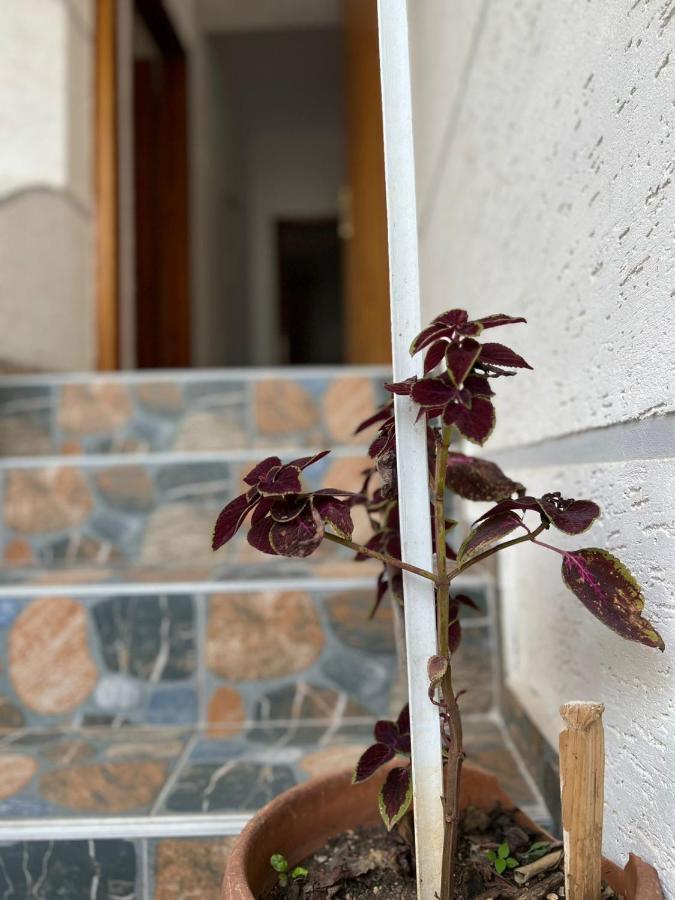 Alex Apartments ساراندا المظهر الخارجي الصورة