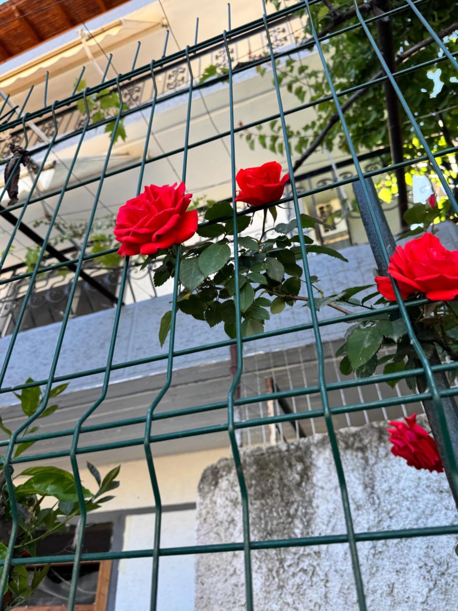 Alex Apartments ساراندا المظهر الخارجي الصورة